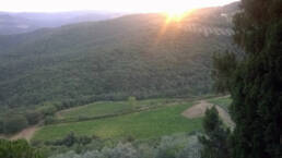 The low vineyard of Syrah surrounded by woods