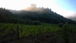 The morning mists embrace the vineyards and the castle