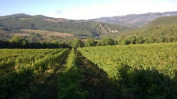 Vineyards and woods