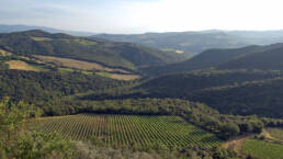 La vigna vecchia