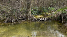 L'acqua dell'Asso scorre al limitare del bosco