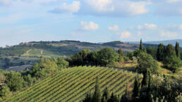 I filari di merlot del Cru 