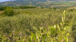 The olive groves overlook the valley