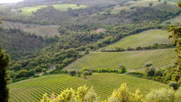 Le vigne più alte viste dal Castello