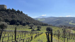 Vigne ai piedi del Castello, sullo sfondo il Monte Amiata