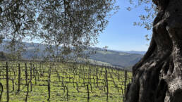 The long vineyard of Sangiovese