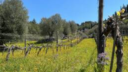 Spring: vineyards with spontaneous herbs