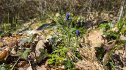 La primavera nel bosco: i muscari selvatici