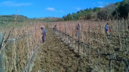 Winter work: pruning the vines