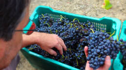 Harvest: bunches of Syrah