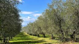 The Olivetone, olive grove at Podere Celle