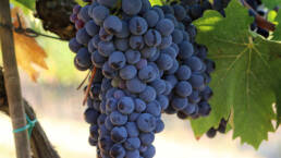 Bunch of Sangiovese