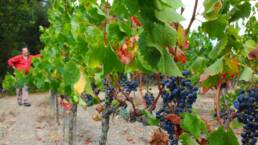 I grappoli spargoli del Merlot