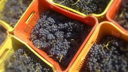 Our grapes harvested by hand