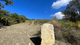 Sangiovese vineyard on the hill