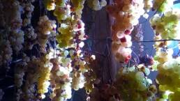 Drying bunches destined for Vin Santo