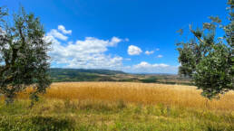 Olive trees and organic spelt field