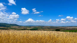 The organic spelt of our arable crops